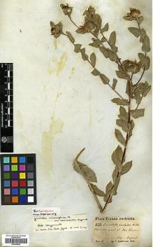 Type specimen at Edinburgh (E). Lindheimer, Ferdinand: 255. Barcode: E00385592.