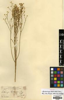 Type specimen at Edinburgh (E). Parry, Charles; Palmer, Edward: 367. Barcode: E00385594.