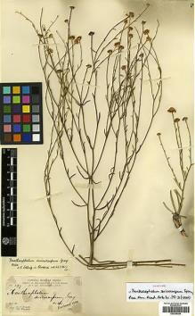 Type specimen at Edinburgh (E). Parry, Charles; Palmer, Edward: 369. Barcode: E00385595.