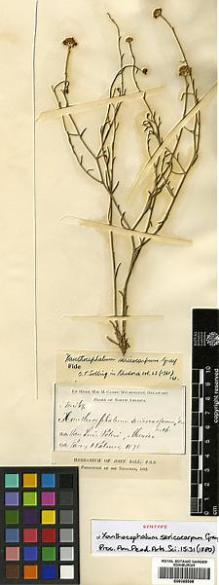 Type specimen at Edinburgh (E). Parry, Charles; Palmer, Edward: 369. Barcode: E00385596.
