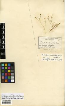 Type specimen at Edinburgh (E). Greene, Edward: . Barcode: E00385605.