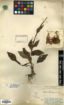 Type specimen at Edinburgh (E). Forrest, George: 661. Barcode: E00385617.