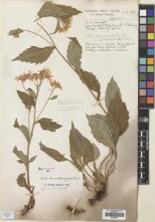 Type specimen at Edinburgh (E). Forrest, George: 6174. Barcode: E00385627.