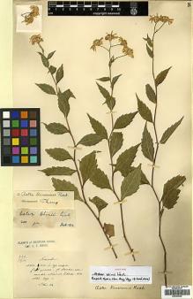 Type specimen at Edinburgh (E). Maire, Edouard-Ernest: . Barcode: E00385629.