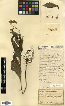 Type specimen at Edinburgh (E). Faurie, Urbain: 1041. Barcode: E00385633.