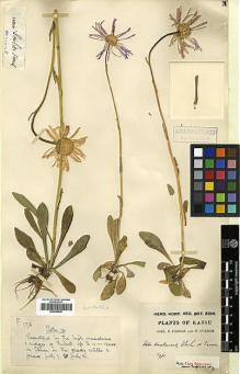 Type specimen at Edinburgh (E). Farrer, Reginald; Purdom, William: 173. Barcode: E00385635.