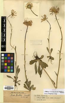 Type specimen at Edinburgh (E). Farrer, Reginald; Purdom, William: 173. Barcode: E00385636.