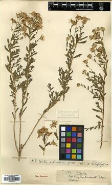 Type specimen at Edinburgh (E). Farrer, Reginald; Purdom, William: 456. Barcode: E00385639.