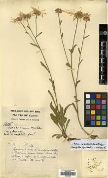 Type specimen at Edinburgh (E). Farrer, Reginald; Purdom, William: 156. Barcode: E00385640.