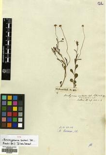 Type specimen at Edinburgh (E). Sieber, Franz(e): 485. Barcode: E00385647.
