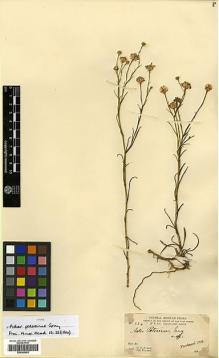 Type specimen at Edinburgh (E). Parry, Charles; Palmer, Edward: 384. Barcode: E00385652.