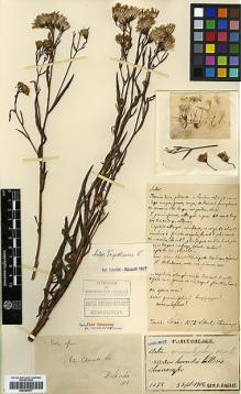 Type specimen at Edinburgh (E). Faurie, Urbain: 1078. Barcode: E00385677.