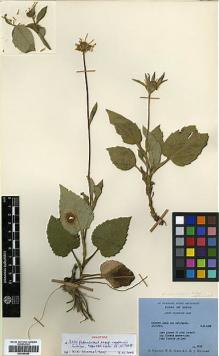 Type specimen at Edinburgh (E). Polunin, Oleg; Sykes, William; Williams, Leonard: 50516. Barcode: E00385680.