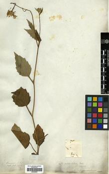 Type specimen at Edinburgh (E). Blinkworth, Robert: 2967/77. Barcode: E00385681.