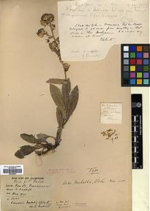 Type specimen at Edinburgh (E). Meebold, A.: 13001. Barcode: E00385684.