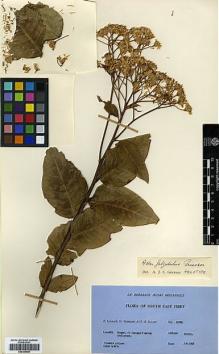 Type specimen at Edinburgh (E). Ludlow, Frank; Sherriff, George; Elliot, H.: 13074. Barcode: E00385686.