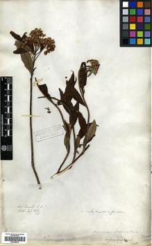 Type specimen at Edinburgh (E). Wallich, Nathaniel: 3066/176. Barcode: E00385693.
