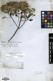 Type specimen at Edinburgh (E). Blanchet, Jacques: 2591. Barcode: E00385697.