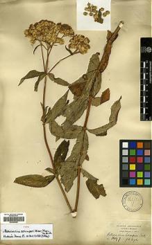 Type specimen at Edinburgh (E). Schimper, Georg: 1497. Barcode: E00385699.