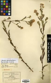 Type specimen at Edinburgh (E). Pringle, Cyrus: 8782. Barcode: E00385705.