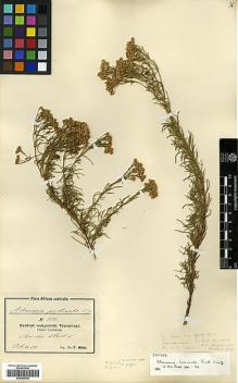 Type specimen at Edinburgh (E). Wilms, Friedrich: 792. Barcode: E00385708.
