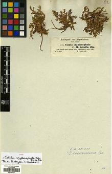 Type specimen at Edinburgh (E). Schimper, Georg: 1171. Barcode: E00385716.