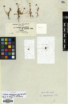 Type specimen at Edinburgh (E). Schimper, Georg: 1381. Barcode: E00385717.