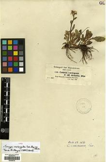 Type specimen at Edinburgh (E). Schultz, Carl: 1385. Barcode: E00385726.