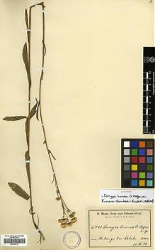 Type specimen at Edinburgh (E). Baum, Hugo: 433. Barcode: E00385727.
