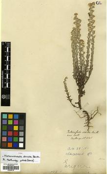 Type specimen at Edinburgh (E). Hartweg, Karl: 1145. Barcode: E00385729.