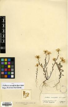 Type specimen at Edinburgh (E). Von Heldreich, Theodor: . Barcode: E00385733.