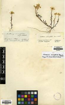 Type specimen at Edinburgh (E). Von Heldreich, Theodor: . Barcode: E00385735.