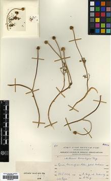 Type specimen at Edinburgh (E). Eig, Alexander: . Barcode: E00385739.