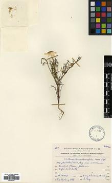 Type specimen at Edinburgh (E). Eig, Alexander; Zohary, Michael; Feinbrun, Naomi: . Barcode: E00385740.