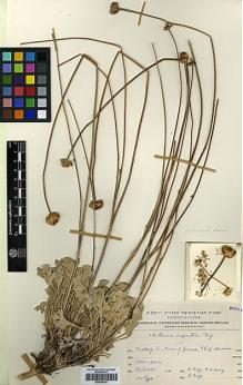 Type specimen at Edinburgh (E). Eig, Alexander; Zohary, Michael: . Barcode: E00385748.