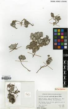 Type specimen at Edinburgh (E). Miller, Anthony : 6508. Barcode: E00385752.