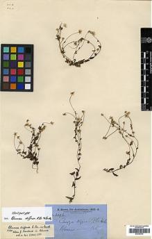 Type specimen at Edinburgh (E). Brown, Robert: 2092. Barcode: E00385753.