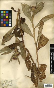 Type specimen at Edinburgh (E). Schimper, Georg: 1348. Barcode: E00385756.