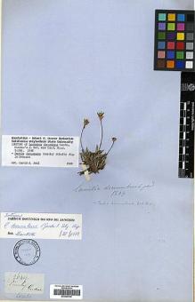 Type specimen at Edinburgh (E). Gardner, George: 2649. Barcode: E00385760.