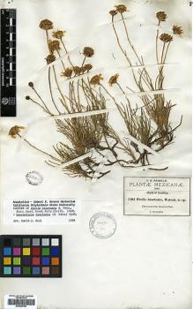 Type specimen at Edinburgh (E). Palmer, Edward: 2403. Barcode: E00385769.