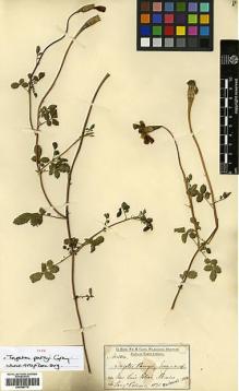 Type specimen at Edinburgh (E). Parry, Charles; Palmer, Edward: 504. Barcode: E00385776.