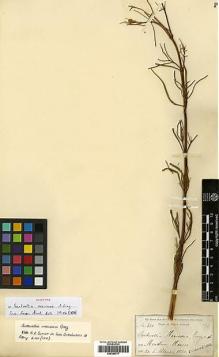 Type specimen at Edinburgh (E). Palmer, Edward: 683. Barcode: E00385777.