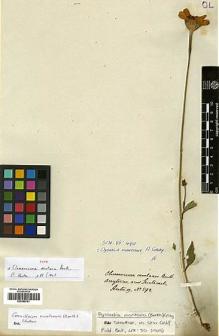 Type specimen at Edinburgh (E). Hartweg, Karl: 592. Barcode: E00385781.