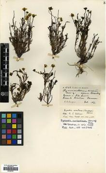 Type specimen at Edinburgh (E). Purpus, Carl: 2532. Barcode: E00385782.