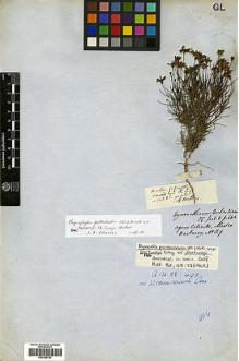 Type specimen at Edinburgh (E). Hartweg, Karl: 129. Barcode: E00385783.