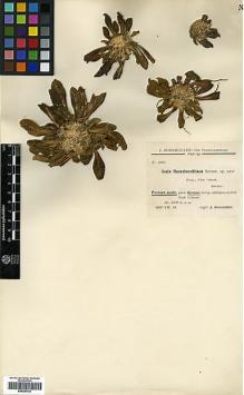 Type specimen at Edinburgh (E). Bornmüller, Joseph: 3966. Barcode: E00385792.