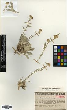 Type specimen at Edinburgh (E). Von Heldreich, Theodor: 1040. Barcode: E00385795.