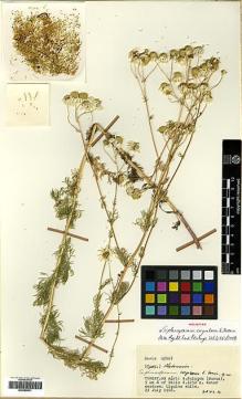 Type specimen at Edinburgh (E). Davis, Peter: 47067. Barcode: E00385811.
