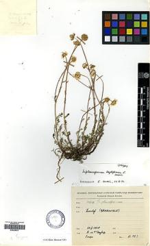 Type specimen at Edinburgh (E). Baytop, Turhan: 12572. Barcode: E00385812.