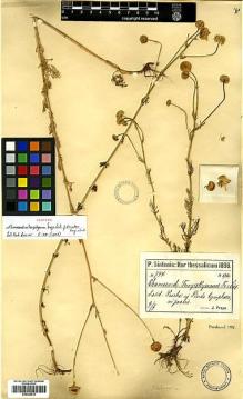 Type specimen at Edinburgh (E). Sintenis, Paul: 744. Barcode: E00385813.